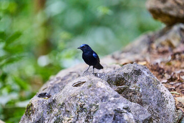 Wild birds living in the forest outdoors