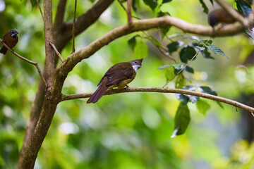 Wild birds living in the forest outdoors