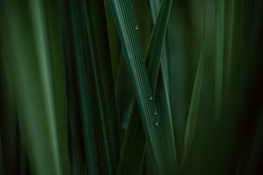 Dark green leaf texture, Natural green leaves using as nature background wallpaper or tropical leaf cover page