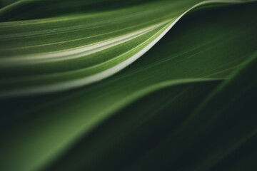 Dark green leaf texture, Natural green leaves using as nature background wallpaper or tropical leaf...