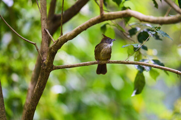 Wild birds living in the forest outdoors