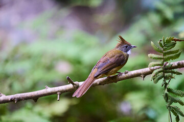Wild birds living in the forest outdoors