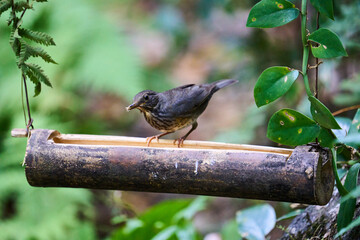 Wild birds living in the forest outdoors