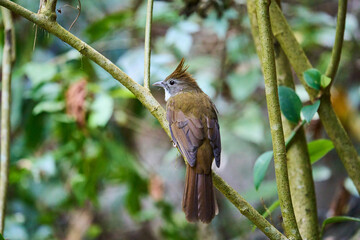 Wild birds living in the forest outdoors