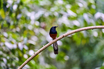 Wild birds living in the forest outdoors