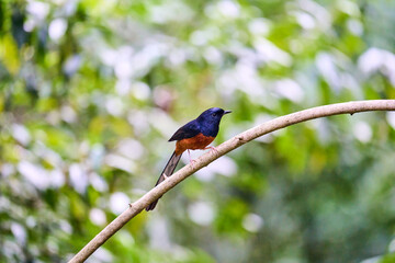 Wild birds living in the forest outdoors