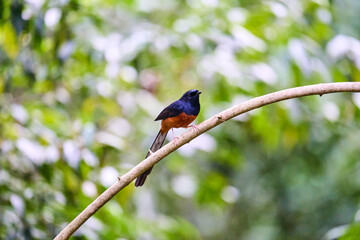 Wild birds living in the forest outdoors