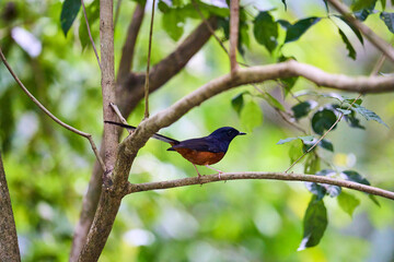 Wild birds living in the forest outdoors