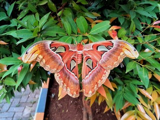 Attacus atlas, Atlas moth, a large-bodied moth on leaves