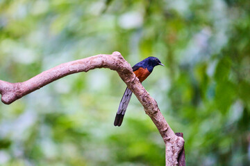 Wild birds living in the forest outdoors