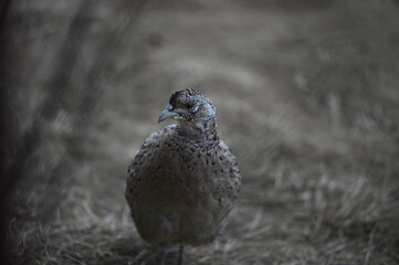 a close up portrait of a female hen pheasant, phasianus colchicus, standing proud on a grass field, staring right