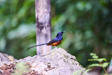 Wild birds living in the forest outdoors