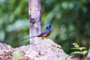 Wild birds living in the forest outdoors