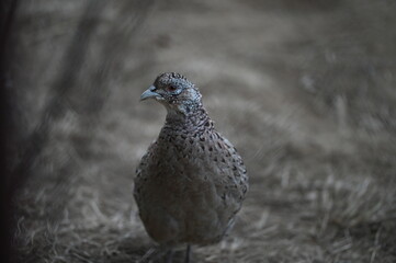 a close up portrait of a female hen pheasant, phasianus colchicus, standing proud on a grass field, staring right