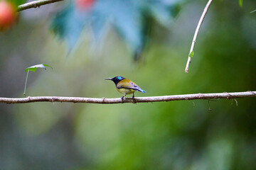 Wild birds living in the forest outdoors