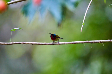 Wild birds living in the forest outdoors
