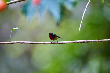 Wild birds living in the forest outdoors