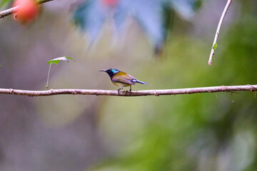 Wild birds living in the forest outdoors