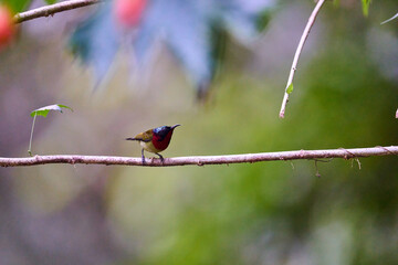 Wild birds living in the forest outdoors