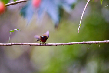 Wild birds living in the forest outdoors