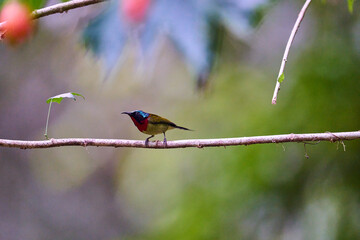Wild birds living in the forest outdoors