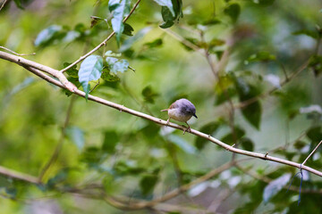 Wild birds living in the forest outdoors