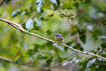Wild birds living in the forest outdoors