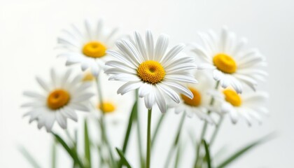 Obraz premium Blooming Joy A bouquet of pure white daisies with vibrant yellow centers
