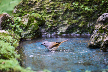 Wild birds living in the forest outdoors