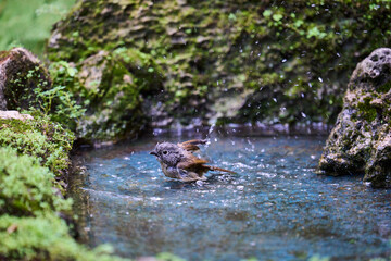 Wild birds living in the forest outdoors