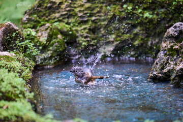 Wild birds living in the forest outdoors