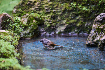Wild birds living in the forest outdoors