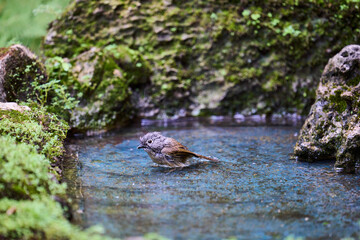 Wild birds living in the forest outdoors