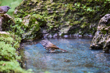Wild birds living in the forest outdoors