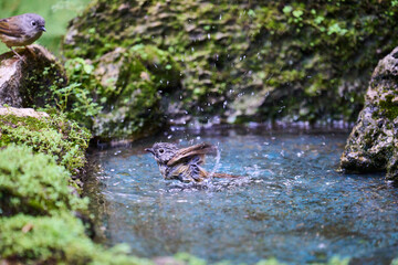 Wild birds living in the forest outdoors