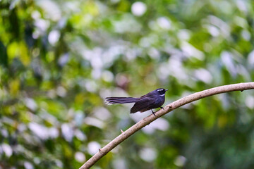 Wild birds living in the forest outdoors