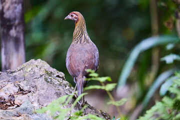 Wild birds living in the forest outdoors