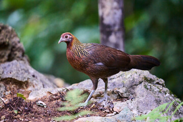 Wild birds living in the forest outdoors