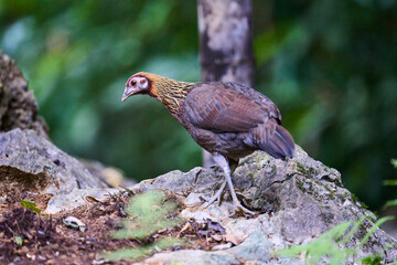 Wild birds living in the forest outdoors