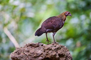 Wild birds living in the forest outdoors