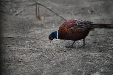 Fototapeta premium pheasant male and female pheasant, close up view, wild bird