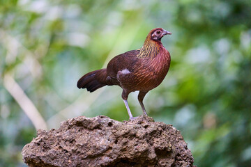 Wild birds living in the forest outdoors
