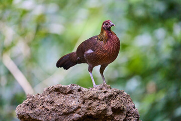 Wild birds living in the forest outdoors