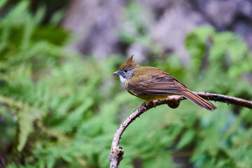 Wild birds living in the forest outdoors
