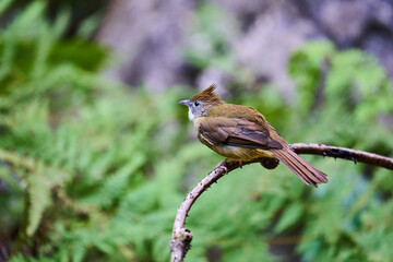 Wild birds living in the forest outdoors
