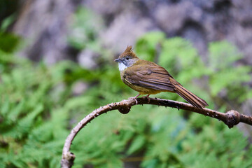 Wild birds living in the forest outdoors
