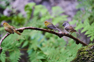 Wild birds living in the forest outdoors