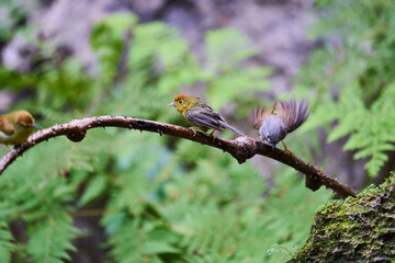 Wild birds living in the forest outdoors
