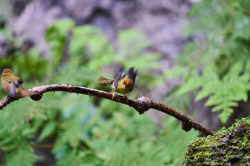 Wild birds living in the forest outdoors