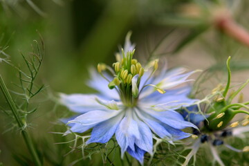 blue and white nigella flower
